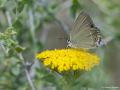 Satyrium abdominalis (Sevbeni)